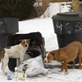 Detroit unveils plan to get a handle on dangerous dogs and negligent owners