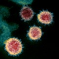 U.K. coronavirus mutation spreads to Wayne County, more people linked to University of Michigan