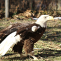 Detroit Zoo welcomes Mr. America, a one-winged bald eagle