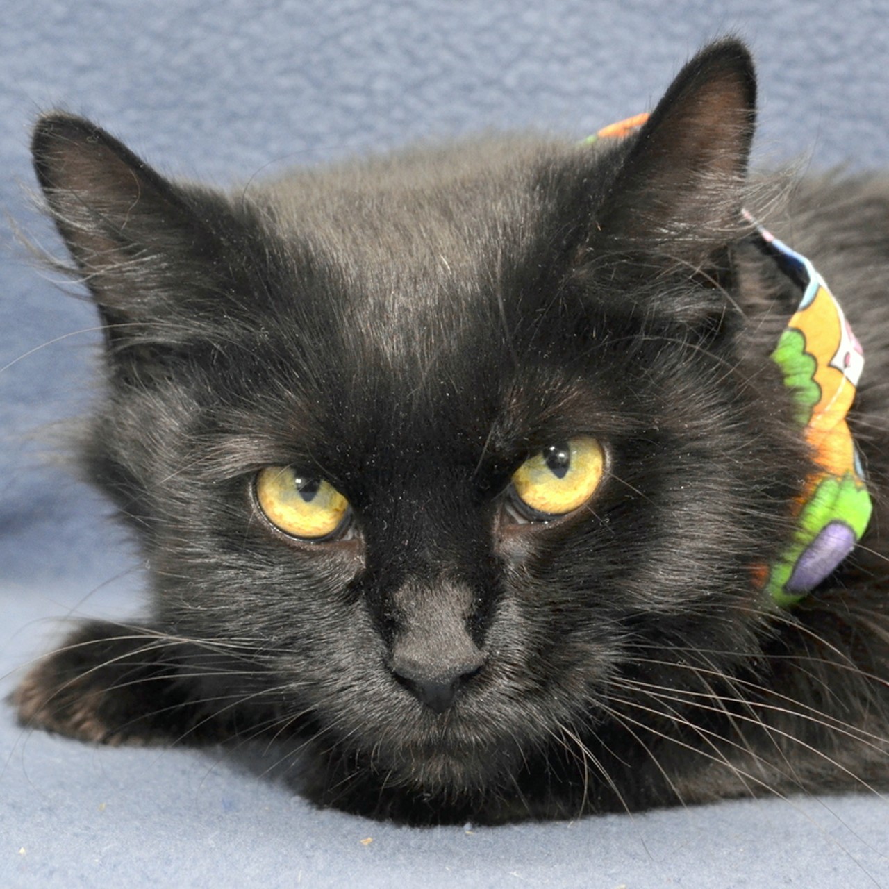 NAME: Pandora
GENDER: Female
BREED: Domestic Medium Hair
AGE: 7 months
WEIGHT: 7 pounds
SPECIAL CONSIDERATIONS: Recovering from skin ailment
REASON I CAME TO MHS: Owner surrender
LOCATION: Berman Center for Animal Care in Westland
ID NUMBER: 866975