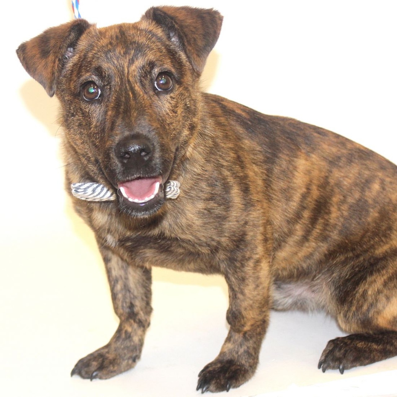 NAME: Tiger Tim 
GENDER: Male 
BREED: Labrador-Dachshund mix 
AGE: 8 months 
WEIGHT: 24 pounds
SPECIAL CONSIDERATIONS: Tiger Tim prefers to be your only dog.
REASON I CAME TO MHS: Agency transfer 
LOCATION: Mackey Center for Animal Care in Detroit 
ID NUMBER: 866276 