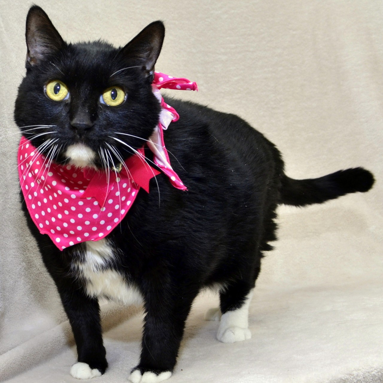 NAME: Minnie Mouse
GENDER: Female
BREED: Domestic short hair
AGE: 8 years, 2 months
WEIGHT: 15.9 pounds
SPECIAL CONSIDERATIONS: None
REASON I CAME TO MHS: Homeless in Dearborn Heights
LOCATION: Berman Center for Animal Care in Westland
ID NUMBER: 859326