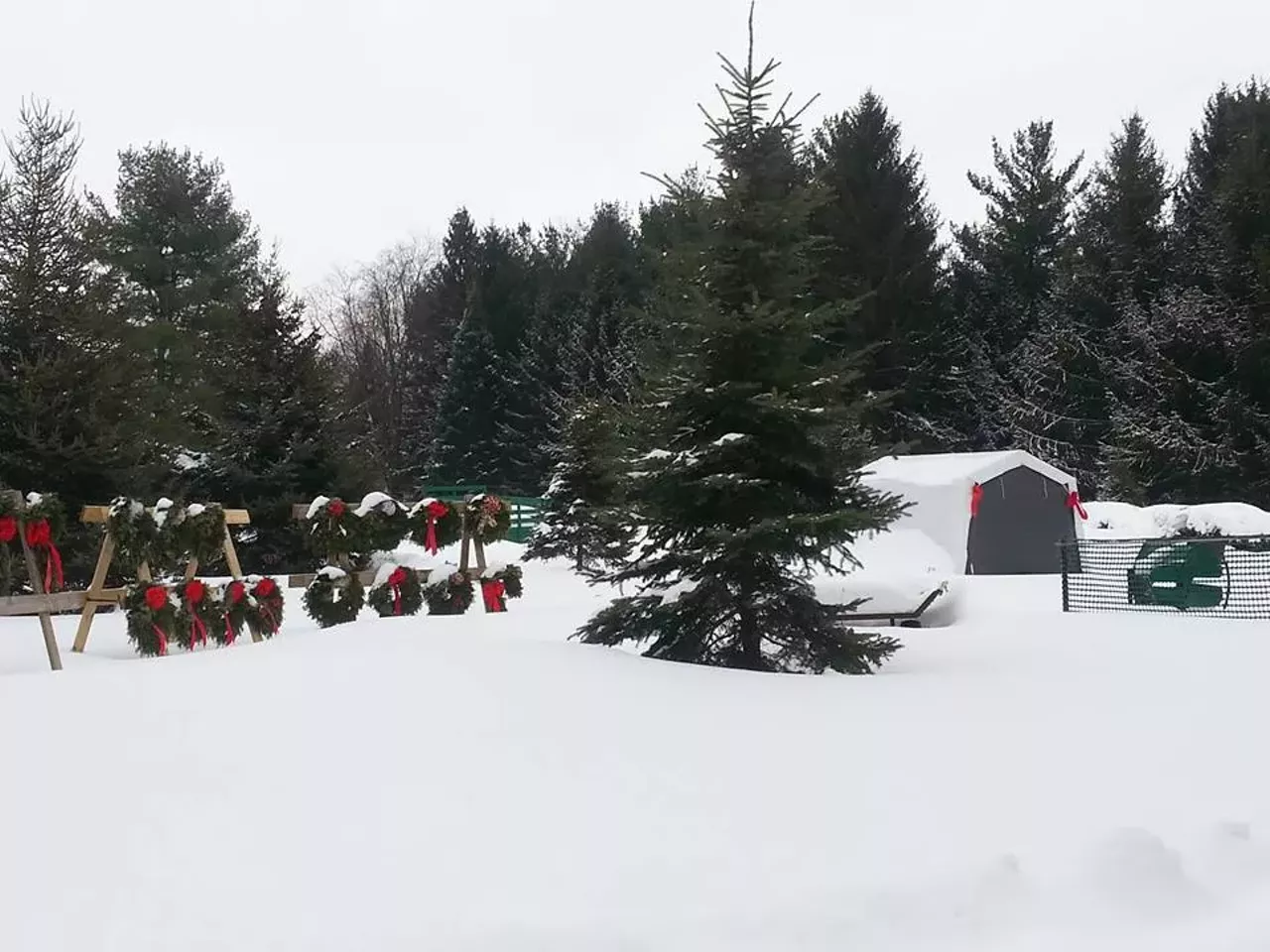 20 tree farms in Michigan that have perfect Christmas trees for your