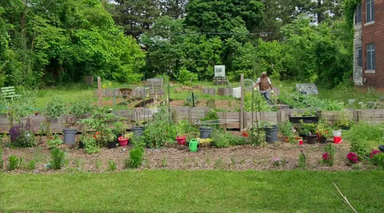 21 Detroit urban farms that will serve you produce fresher than a