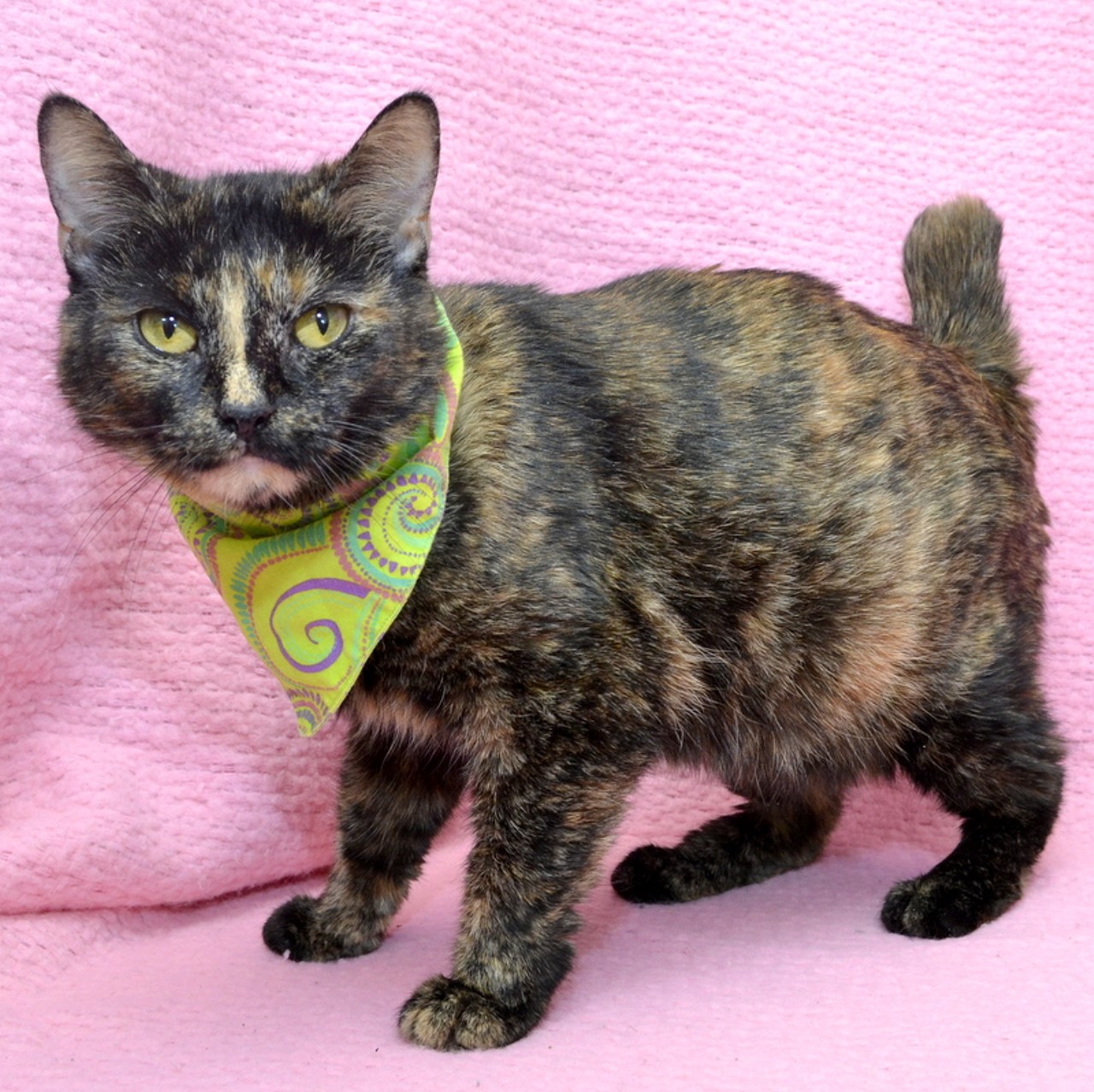 NAME: Tortie 
GENDER: Female 
BREED: Domestic Short Hair 
AGE: 5 years, 3 months 
WEIGHT: 9 pounds
SPECIAL CONSIDERATIONS: Tortie would prefer to be your only cat.
REASON I CAME TO MHS: Owner surrender 
LOCATION: Berman Center for Animal Care in Westland 
ID NUMBER: 866917 