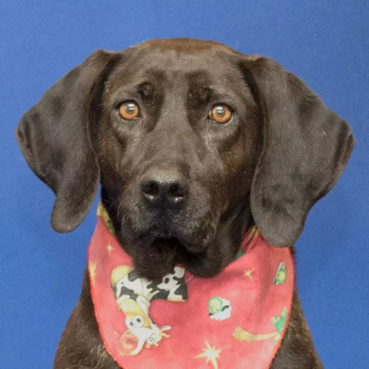 8 Detroit animals looking for a fresh start in 2018 | Detroit | Detroit Metro Times 8 Detroit animals looking for a fresh start in 2018 | Detroit | Detroit Metro Times