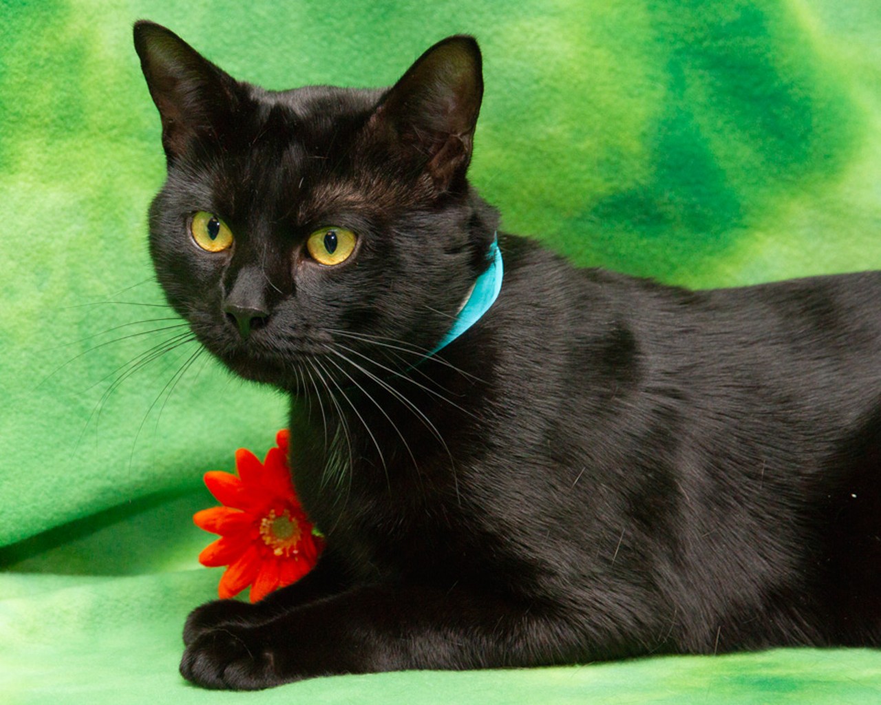 NAME: Bolt
GENDER: Male
BREED: Domestic Short Hair
AGE: 3 years
WEIGHT: 12 pounds
SPECIAL CONSIDERATIONS: Bolt may prefer a home with older children.
REASON I CAME TO MHS: Homeless in Livonia
LOCATION: Premier Pet Supply of Novi
ID NUMBER: 868952