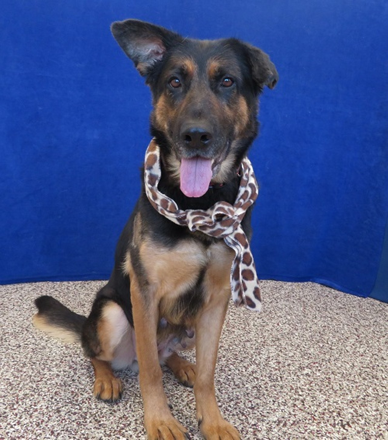 NAME: Frostine
GENDER: Female
BREED: German Shepherd
AGE: 2 years, 7 months
WEIGHT: 66 pounds
SPECIAL CONSIDERATIONS: None
REASON I CAME TO MHS: Neglected in Detroit
LOCATION: Mackey Center for Animal Care in Detroit
ID NUMBER: 860933