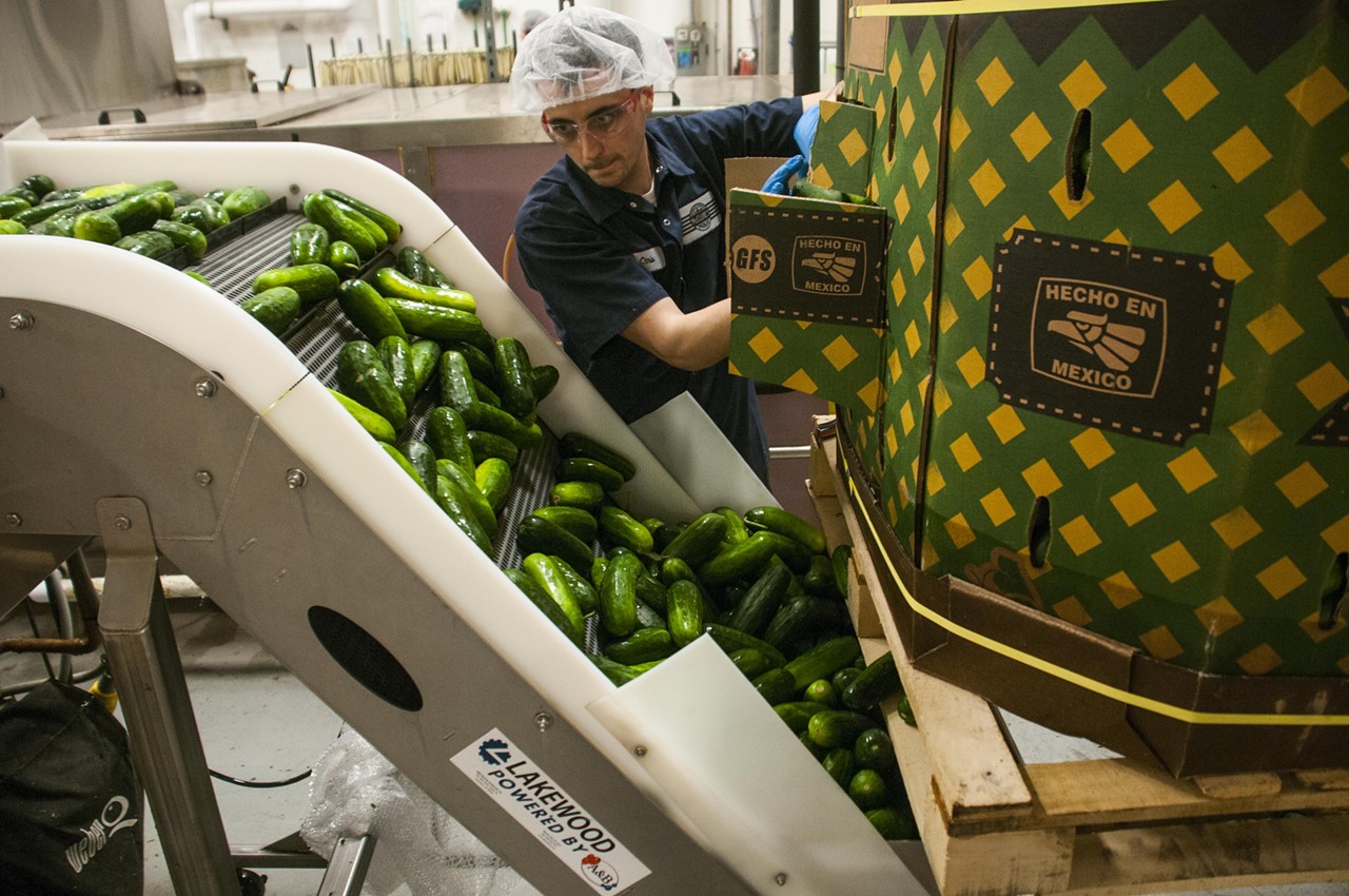 Cucumbers are pulled out of the box and placed onto the conveyor belt.