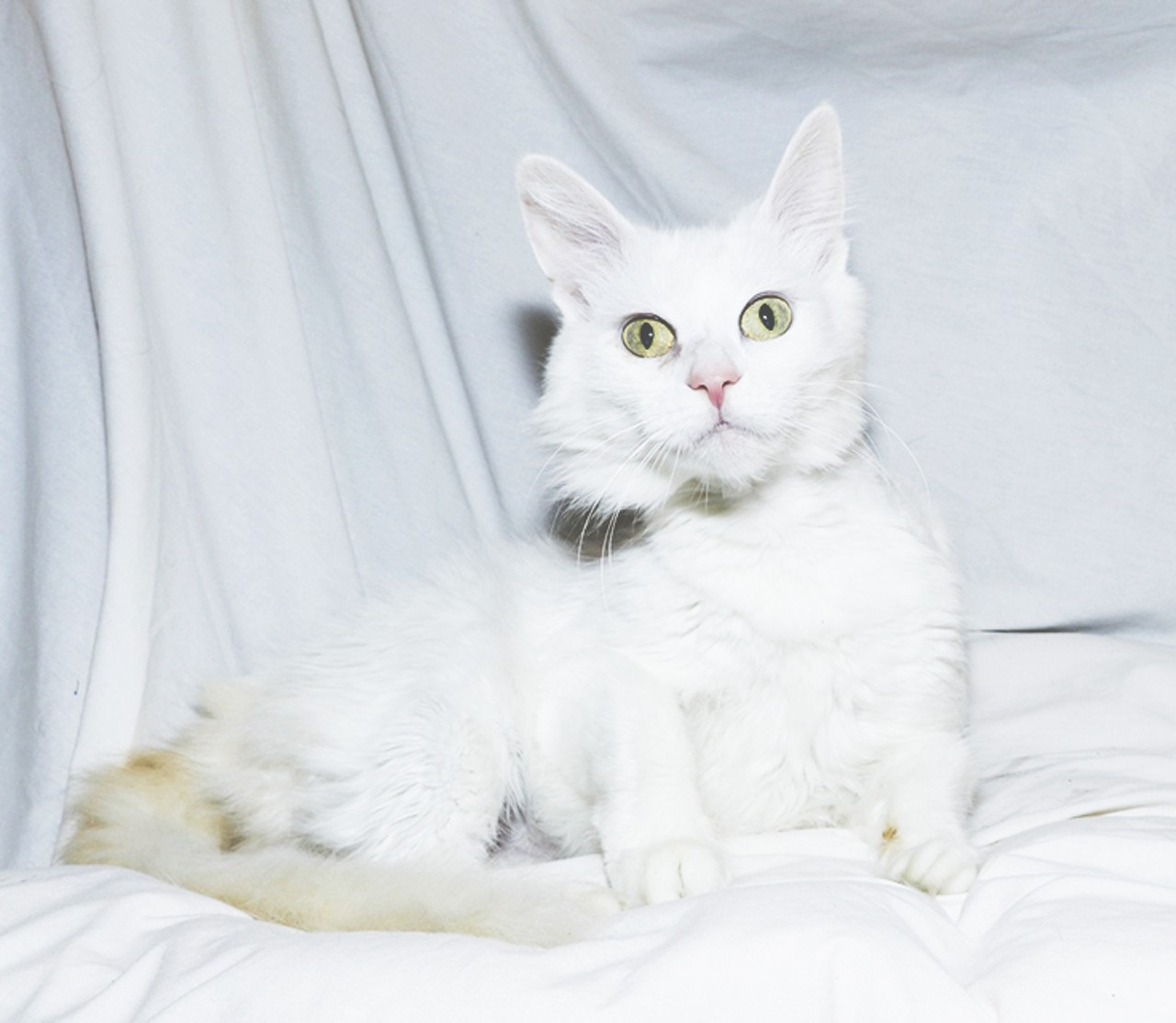 NAME: Fluffy
GENDER: Female
BREED: Domestic Medium Hair
AGE: 9 years, 1 month
WEIGHT: 7 pounds
SPECIAL CONSIDERATIONS: Prefers a home with no dogs
REASON I CAME TO MHS: Owner surrender
LOCATION: Rochester Hills Center for Animal Care
ID NUMBER: 865992