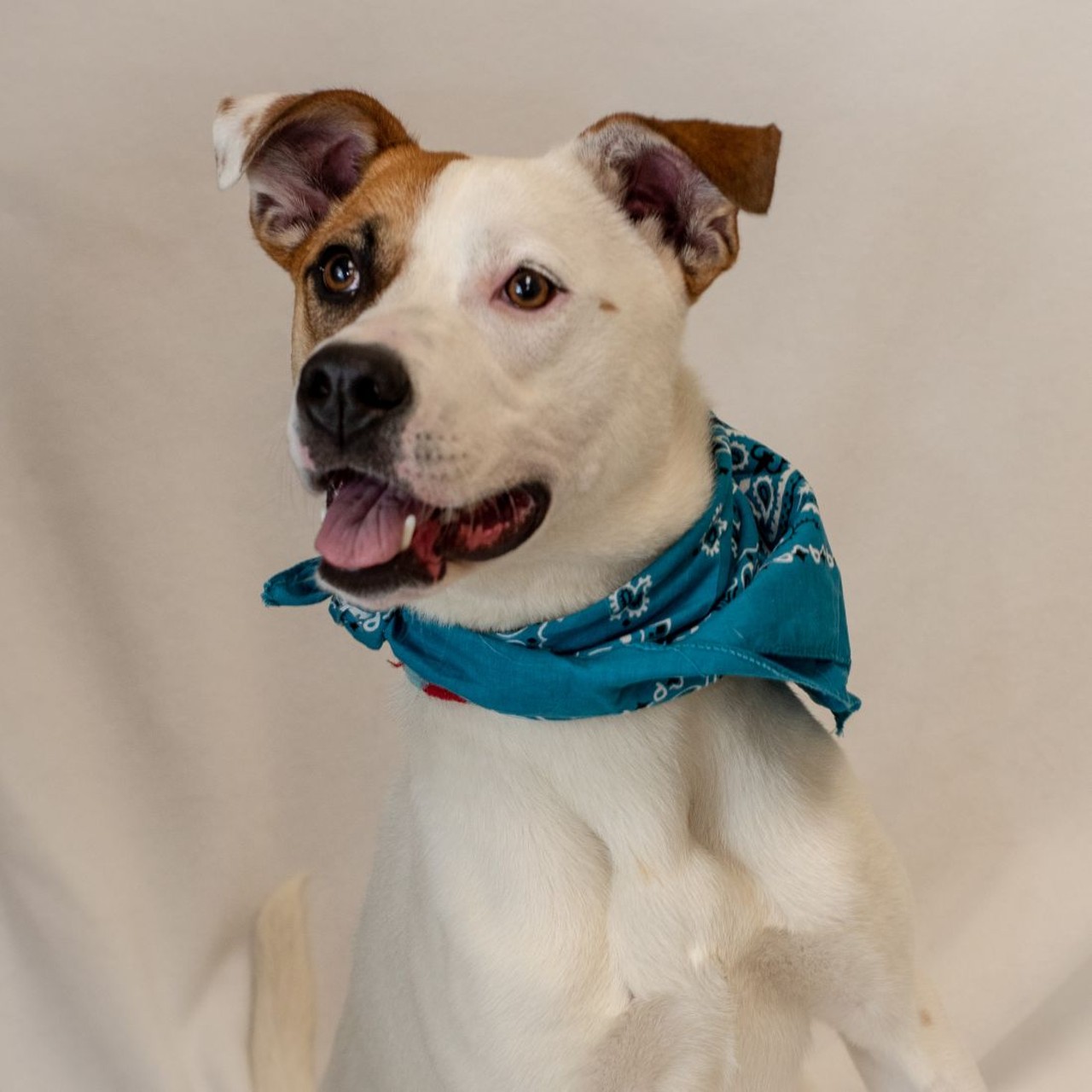 NAME:  Ezra 
GENDER: Male
BREED: Shepherd
AGE: 1 year
WEIGHT: 43 pounds
SPECIAL CONSIDERATIONS: Prefers an active owner with older or no children
REASON I CAME TO MHS: Agency transfer
LOCATION: Mackey Center for Animal Care in Detroit
ID NUMBER: 867632