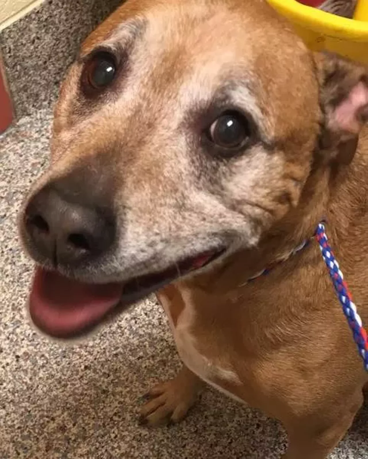 9 adoptable Detroit animals who would love to be your new best friend | Detroit | Detroit Metro Times 9 adoptable Detroit animals who would love to be your new best friend | Detroit | Detroit Metro Times