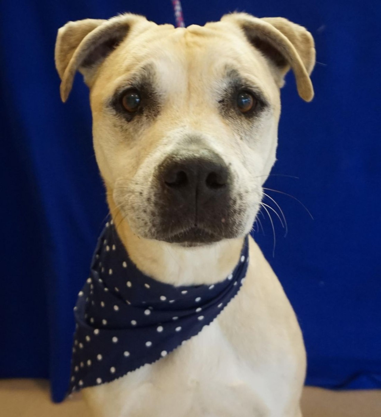 NAME: Kimba
GENDER: Female
BREED: Shar Pei-Pit Bull Terrier mix
AGE: 9 years
WEIGHT: 61 pounds
SPECIAL CONSIDERATIONS: Children may startle her
REASON I CAME TO MHS: Owner fell ill
LOCATION: Petco of Sterling Heights
ID NUMBER: 862531