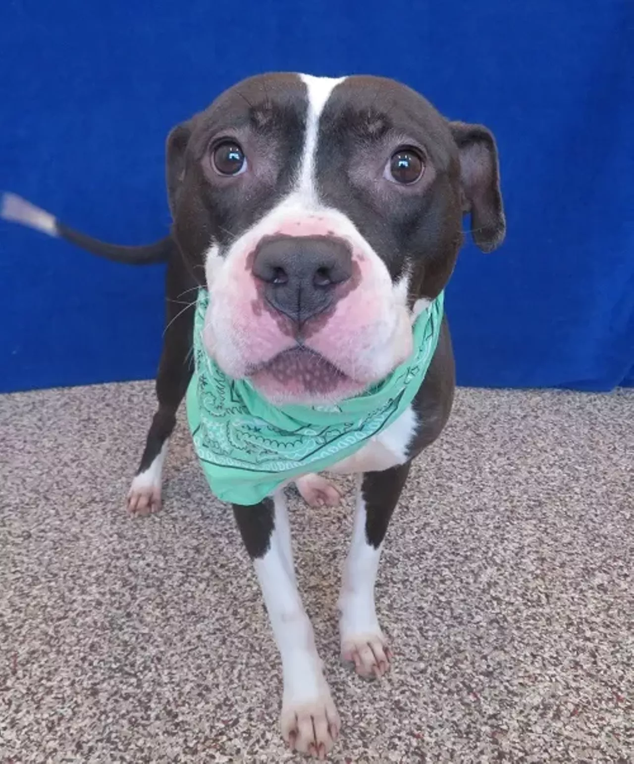 NAME: Baby 
GENDER: Male
BREED: Pit Bull 
AGE: 3 years 
WEIGHT: 52 pounds 
SPECIAL CONSIDERATIONS:  Baby prefers a home with older or no children. She is also undergoing temporary treatments for heartworm disease.
REASON I CAME TO MHS: Owner surrender
LOCATION: Mackey Center for Animal Care in Detroit 
ID NUMBER: 870619