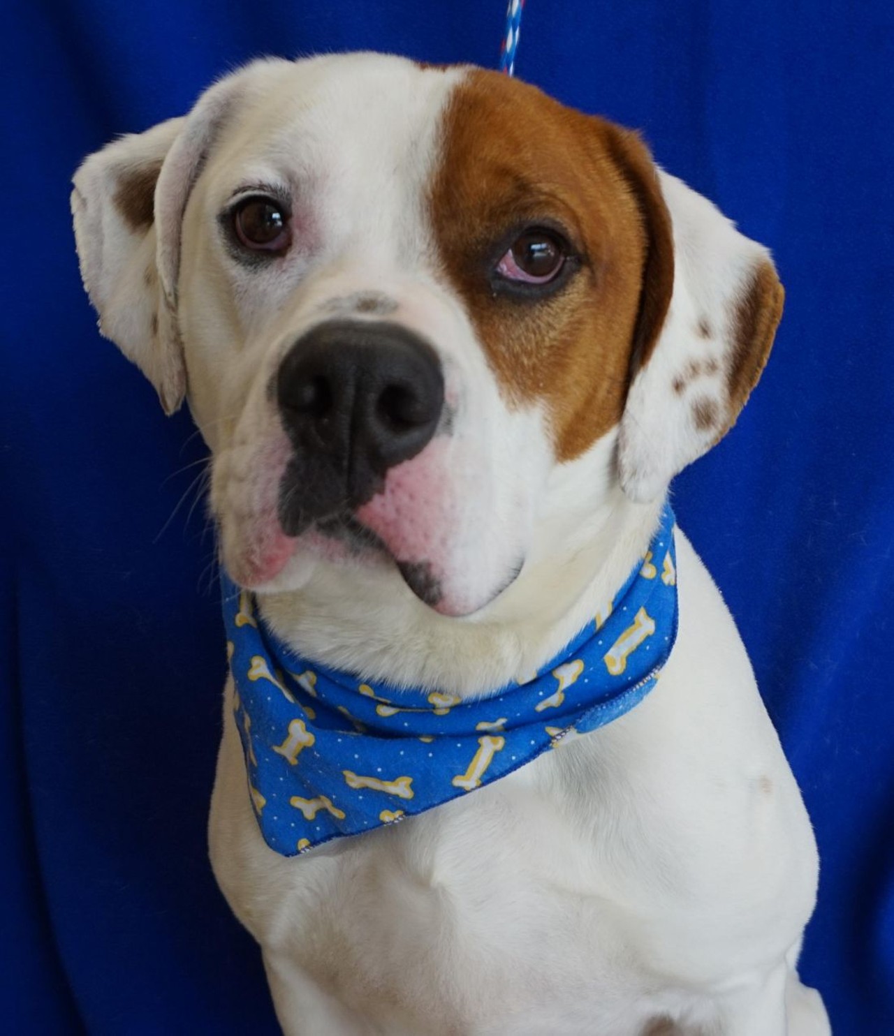 NAME: Big Bry
GENDER: Male 
BREED: American Bulldog 
AGE: 5 years 
WEIGHT: 70 pounds
SPECIAL CONSIDERATIONS: May prefer to be your only pet 
REASON I CAME TO MHS: Agency transfer 
LOCATION: Mackey Center for Animal Care in Detroit 
ID NUMBER: 866793 