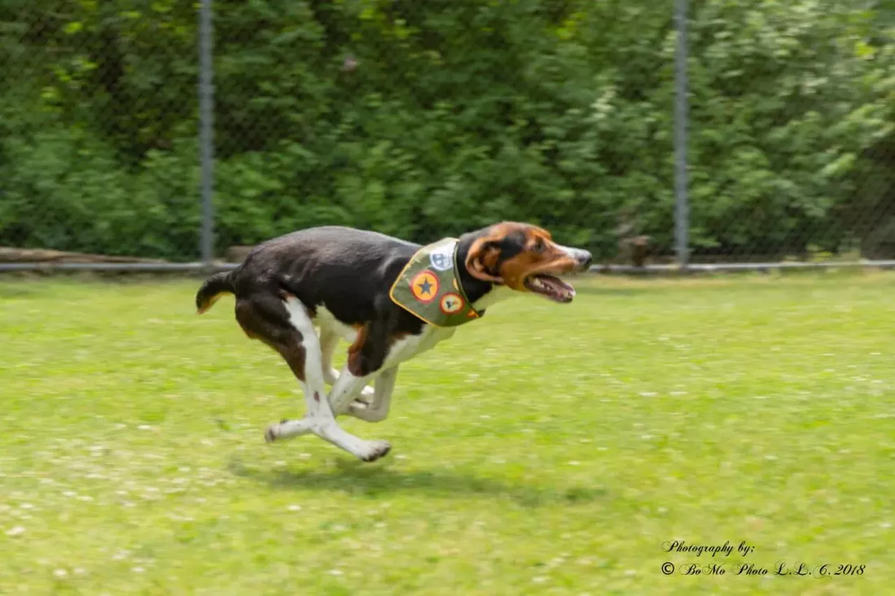 NAME: Jim Bob
GENDER: Male
BREED: Treeing Walker Coonhound
AGE: 3 years
WEIGHT: 48 pounds
SPECIAL CONSIDERATIONS: Jim Bob prefers a home with no cats or other small critters.
REASON I CAME TO MHS: Agency transfer
LOCATION: Rochester Hills Center for Animal Care
ID NUMBER: 869081