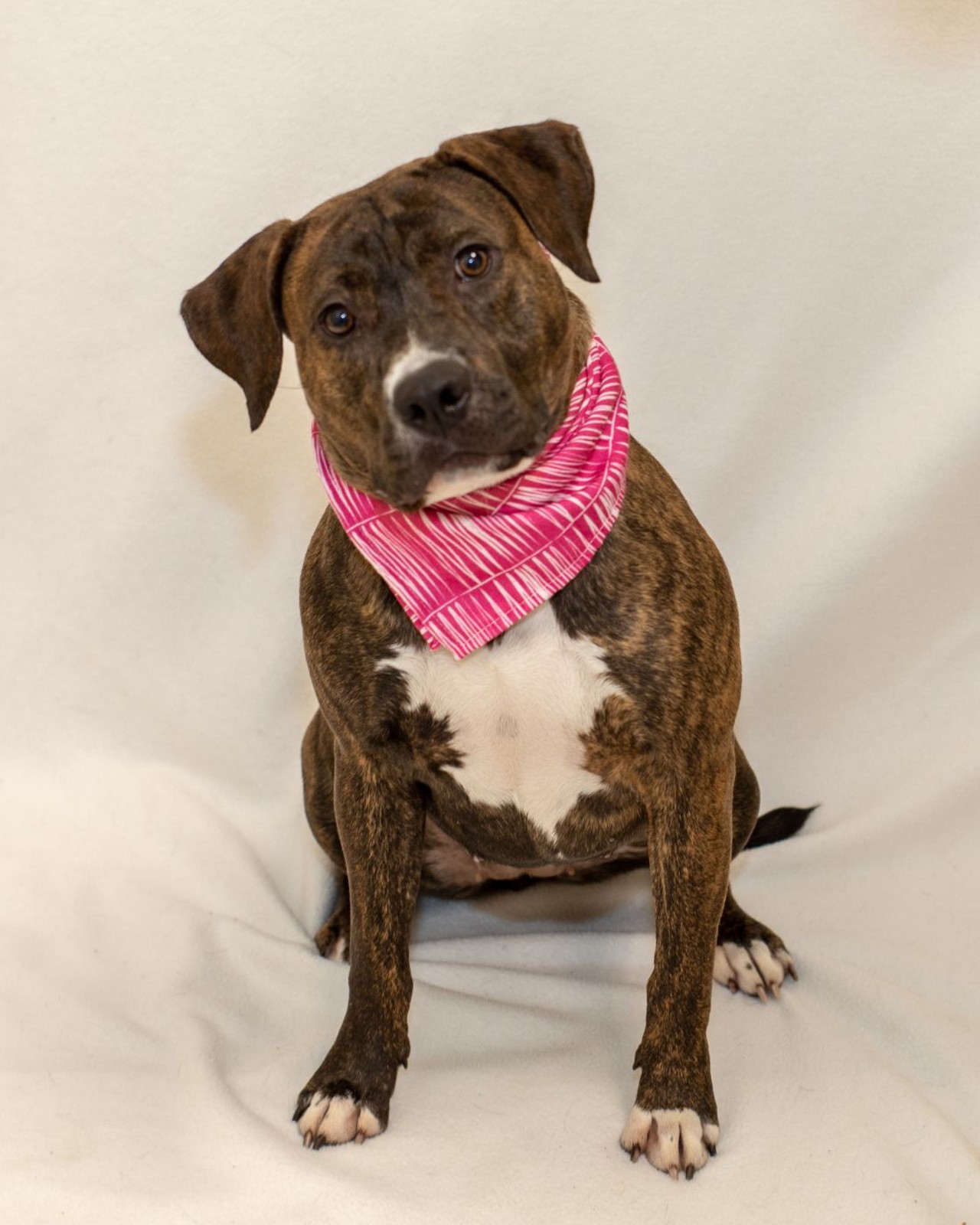 NAME: Madison 
GENDER: Female 
BREED: Pit Bull 
AGE: 1 year, 7 months 
WEIGHT: 51 pounds
SPECIAL CONSIDERATIONS: Madison prefers a home with older or no children.
REASON I CAME TO MHS: Agency transfer 
LOCATION: Berman Center for Animal Care in Detroit 
ID NUMBER: 869557 