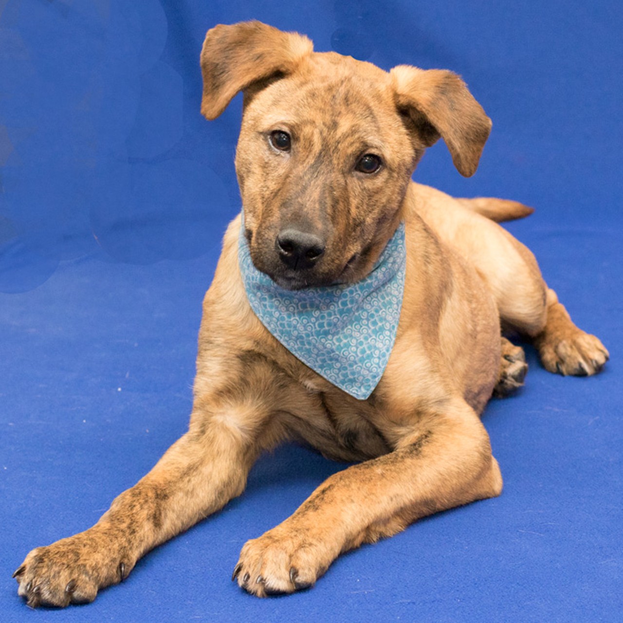 NAME: Little Bear
GENDER: Male
BREED: Mountain Cur
AGE: 5 months
WEIGHT: 24 pounds (Projection: 55-80 pounds)
SPECIAL CONSIDERATIONS: Plays too rough for young children
REASON I CAME TO MHS: Agency transfer
LOCATION: Berman Center for Animal Care in Westland
ID NUMBER: 861547