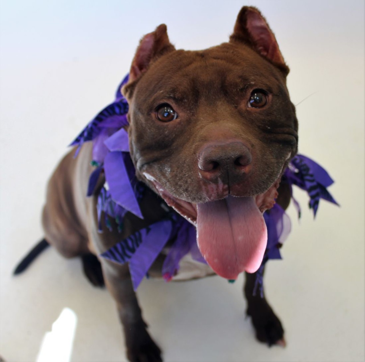 NAME: Brandy
GENDER: Female
BREED: Pit Bull
AGE: 5 years
WEIGHT: 69 pounds
SPECIAL CONSIDERATIONS: None
REASON I CAME TO MHS: Owner surrender
LOCATION: Mackey Center for Animal Care in Detroit
ID NUMBER: 869350
