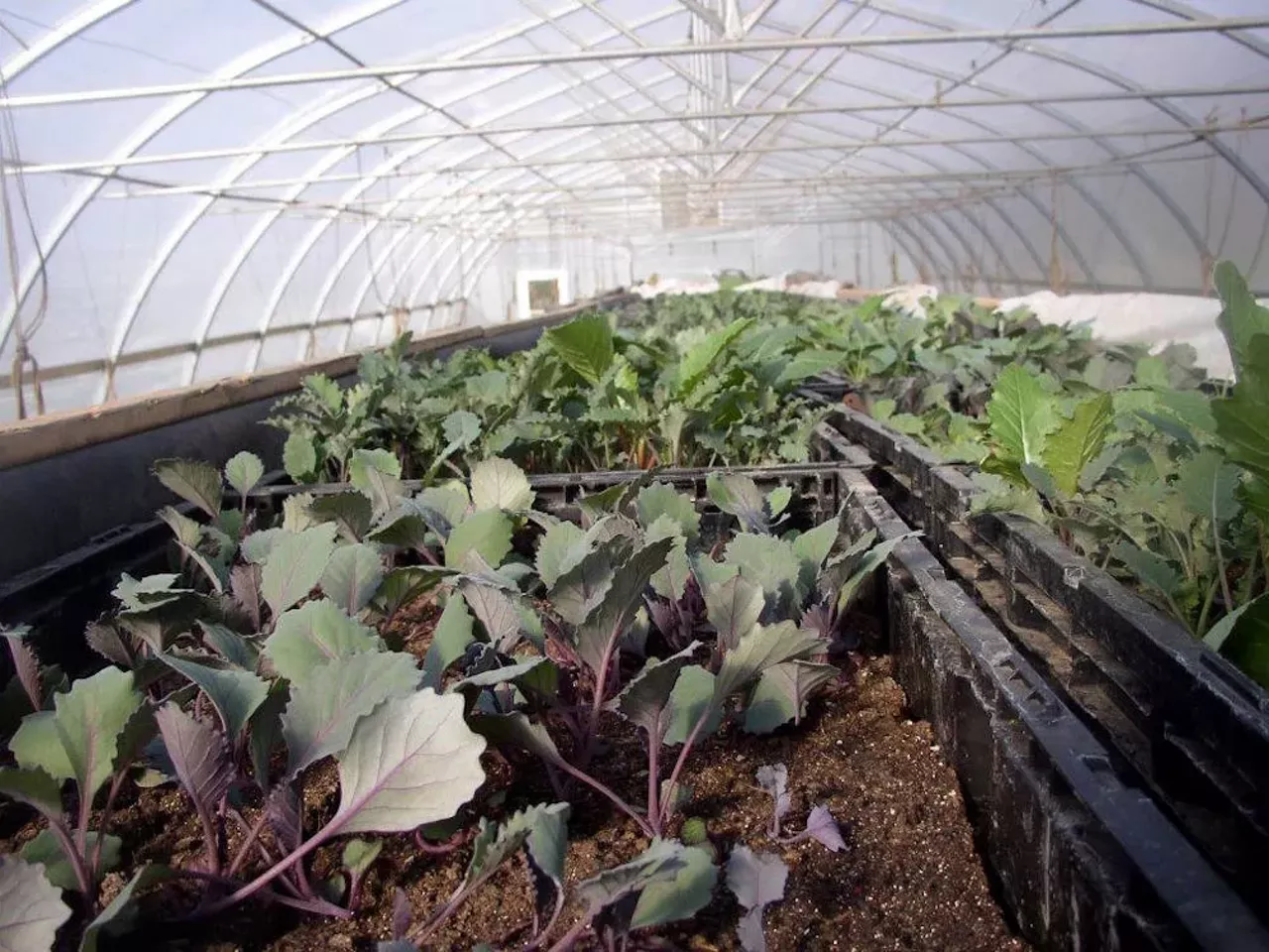 Detroit in bloom a look at the city's urban farms and gardens