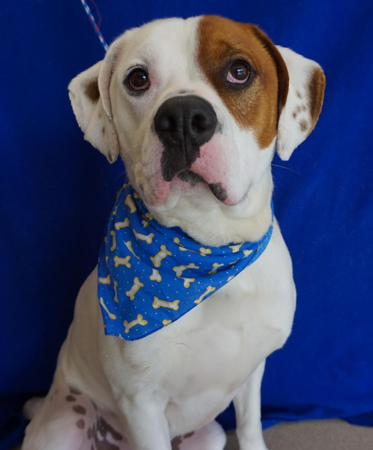 NAME: Big Bry
GENDER: Male 
BREED: American Bulldog 
AGE: 5 years 
WEIGHT: 70 pounds
SPECIAL CONSIDERATIONS: May prefer to be your only pet 
REASON I CAME TO MHS: Agency transfer 
LOCATION: Mackey Center for Animal Care in Detroit 
ID NUMBER: 866793 