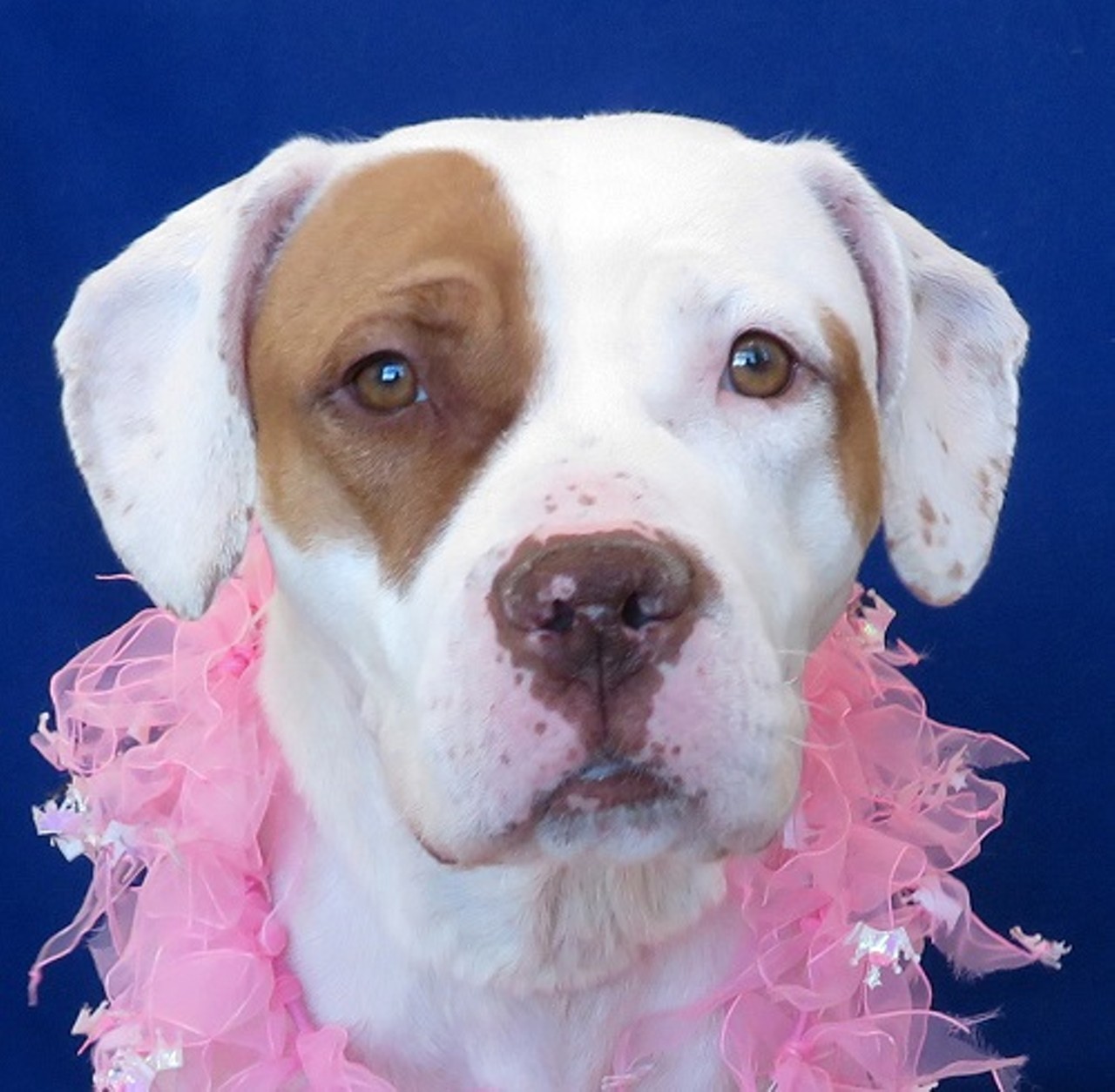 NAME: Lolly
GENDER: Female
BREED: Pit Bull Terrier
AGE: 2 years
WEIGHT: 49 pounds
SPECIAL CONSIDERATIONS: None
REASON I CAME TO MHS: Agency transfer
LOCATION: Mackey Center for Animal Care in Detroit
ID NUMBER: 863028
