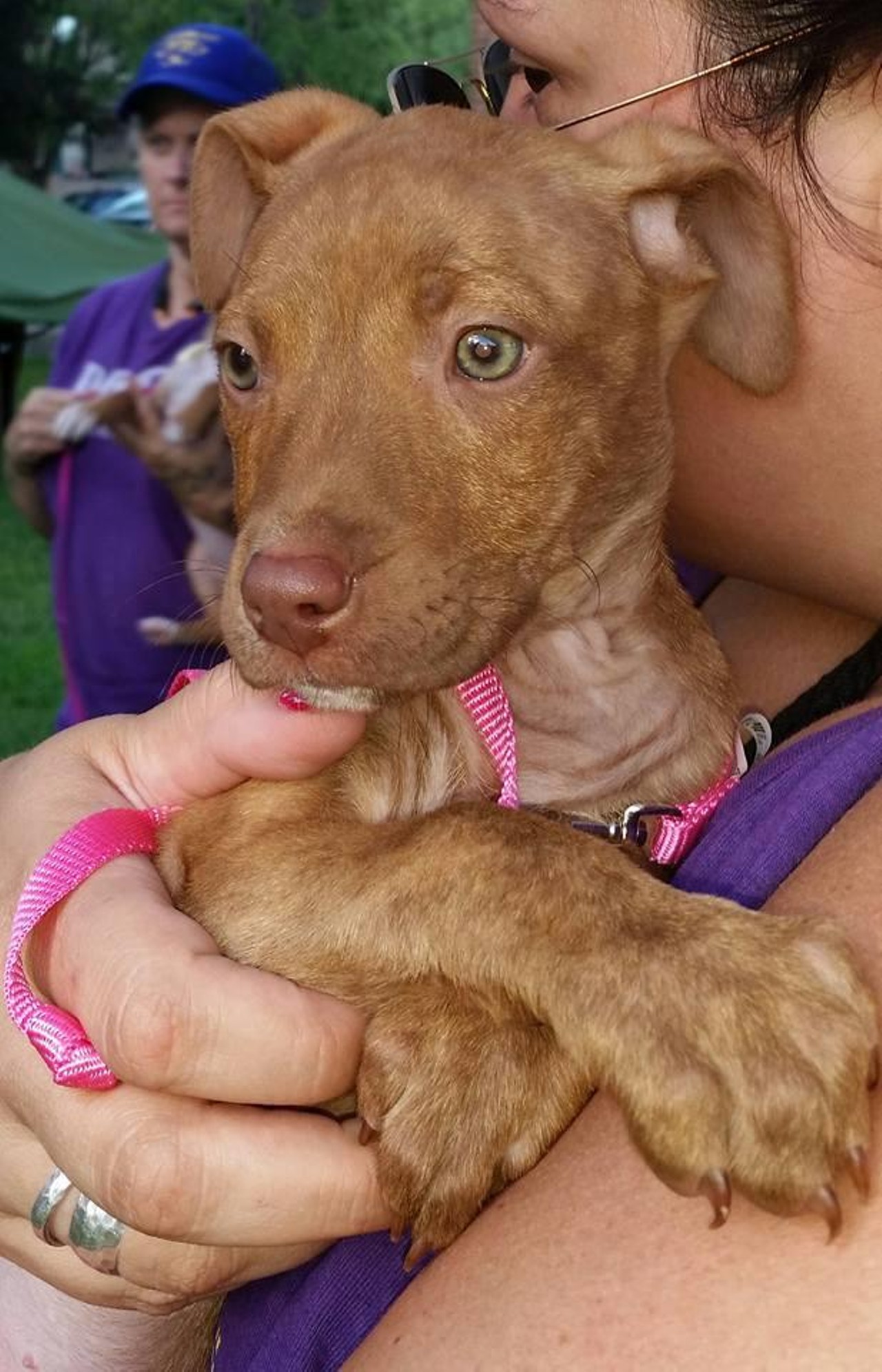  Shirley
Terrier Mix | Female | Puppy
Shirley looks fancy as hell and we want her.