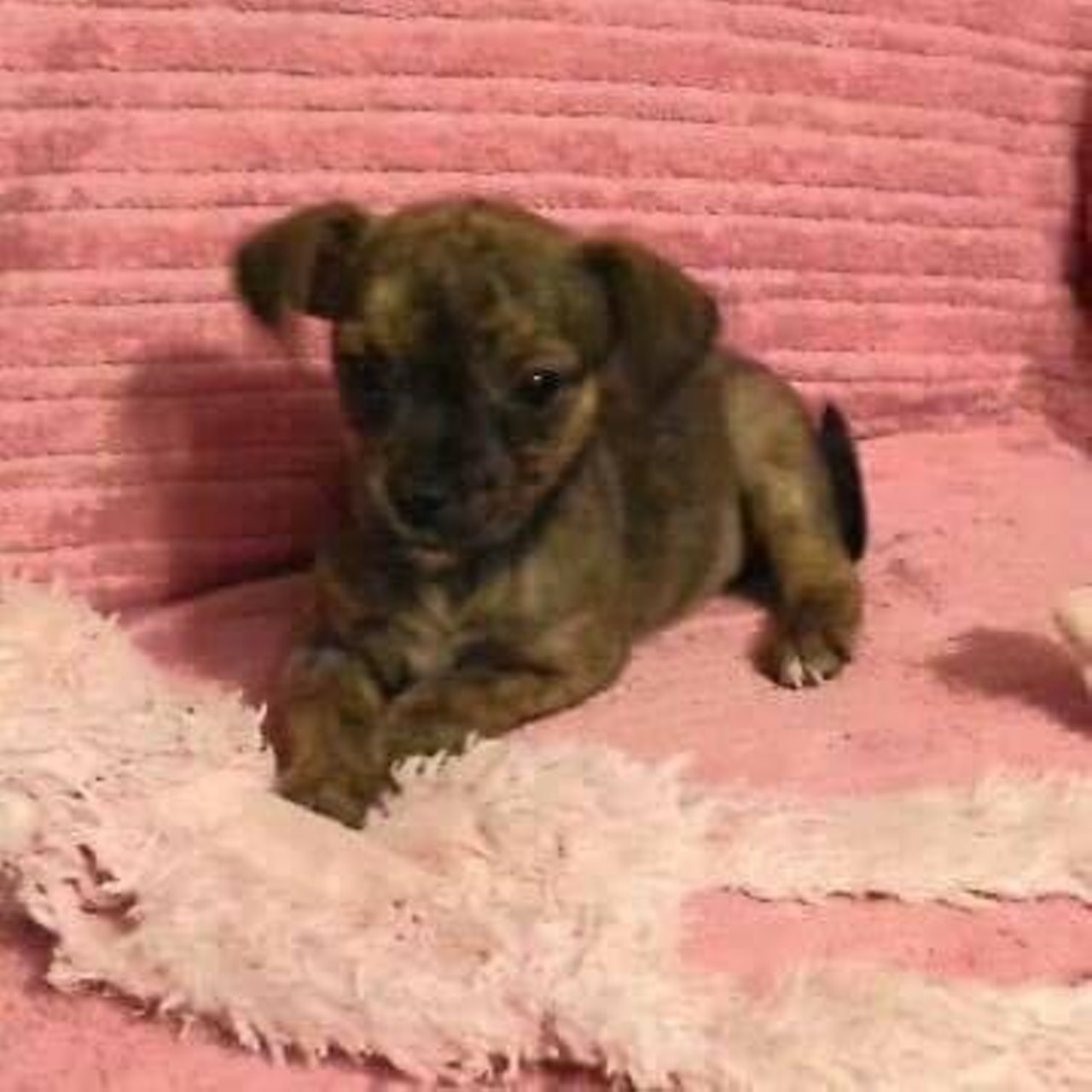  Olive Oyl 
Chihuahua Mix | Female | Puppy 
Oh my god. The cuteness. We cannot anymore.
