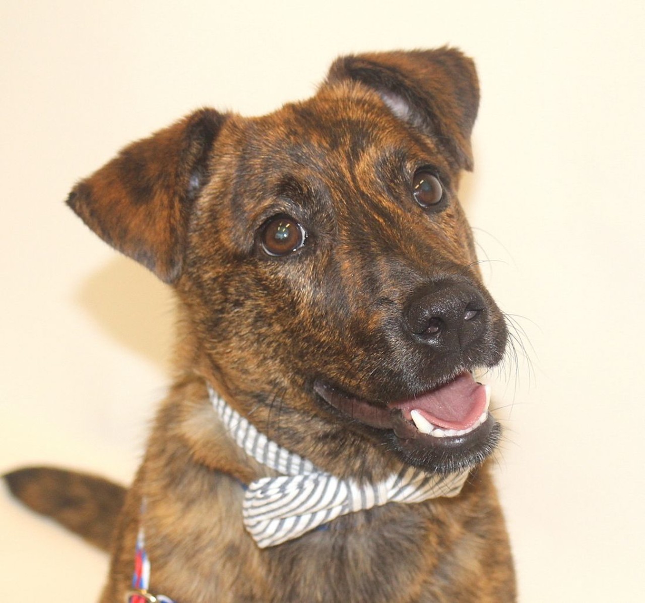 NAME: Tiger Tim 
GENDER: Male 
BREED: Labrador-Dachshund mix 
AGE: 8 months 
WEIGHT: 24 pounds
SPECIAL CONSIDERATIONS: Tiger Tim prefers to be your only dog.
REASON I CAME TO MHS: Agency transfer 
LOCATION: Mackey Center for Animal Care in Detroit 
ID NUMBER: 866276 
