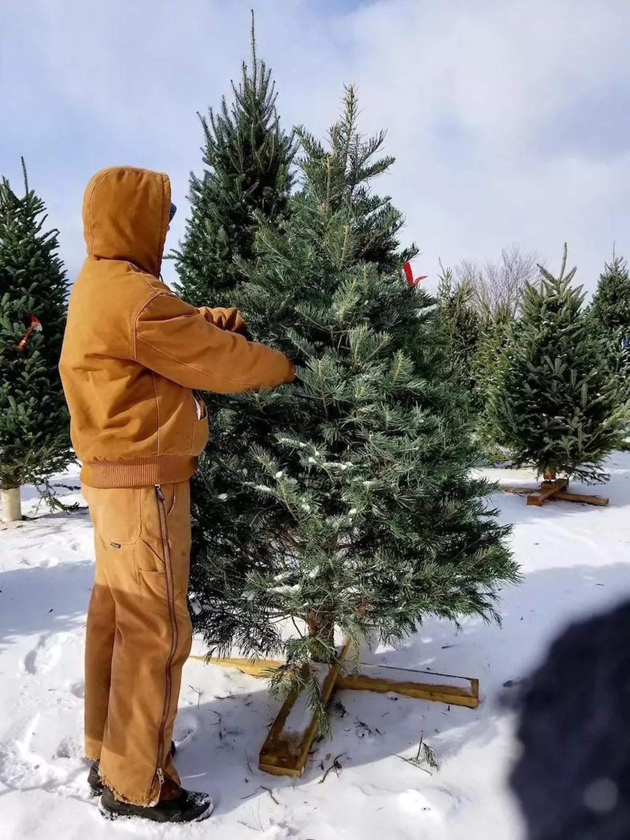 Find the perfect Christmas tree at one of these Michigan tree farms