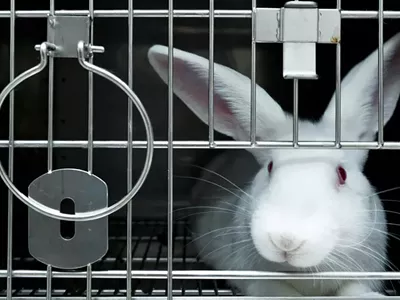 Image: University of Michigan cited for mistreating animals during research