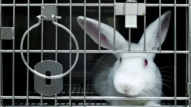 Image: University of Michigan cited for mistreating animals during research