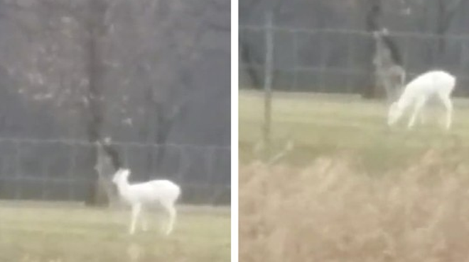 Image: Video captures rare all-white deer spotted in Milford