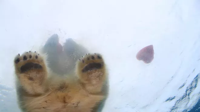 Image: VIDEO: Detroit Zoo animals get early V-Day gift and it's adorable