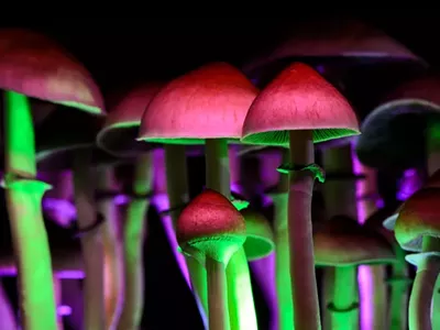 Image: Washtenaw County says cases involving natural psychedelics will no longer be charged