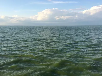 Summer algae bloom on Lake Erie.
