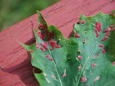 Gall on a Sugar Maple leaf.