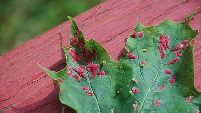 Gall on a Sugar Maple leaf.