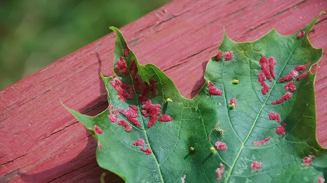 Gall on a Sugar Maple leaf.