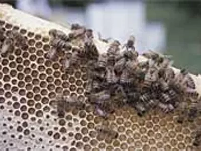Image: Where the bees are