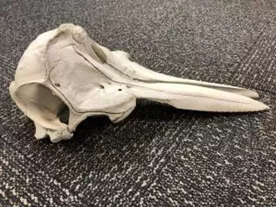 A young dolphin’s skull was found at Detroit Metropolitan Airport.