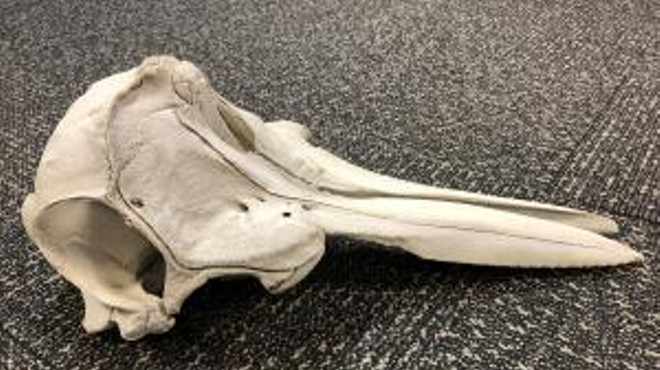 A young dolphin’s skull was found at Detroit Metropolitan Airport.